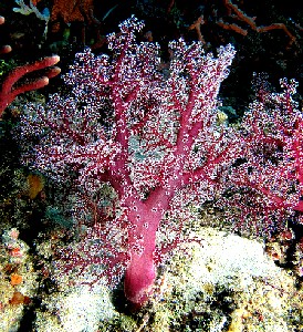 Red Coral