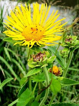 Elecampane