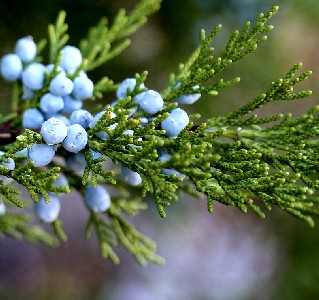 Juniper Berries