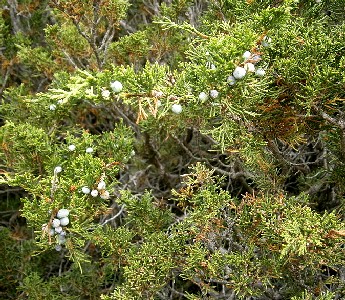 Juniperus Sabina