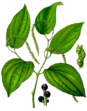 Piper Nigrum Plant