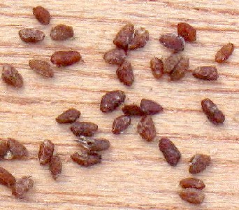 Plantago Major Seeds