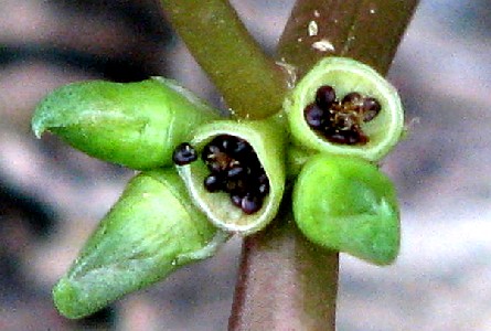 Purslain Seed Pods