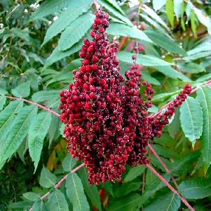 Sumac Berries