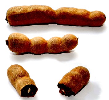 Tamarind Fruit