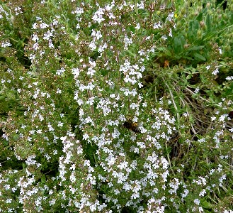 Common Thyme