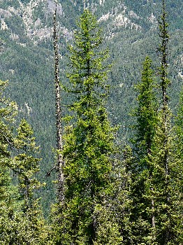 Western Larch