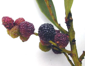 Bayberries