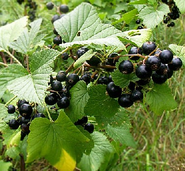 Black Currants