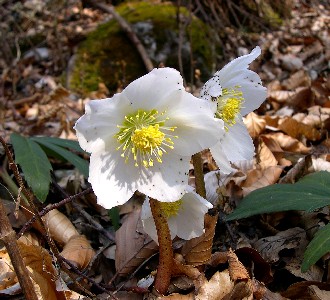 Black Hellebore