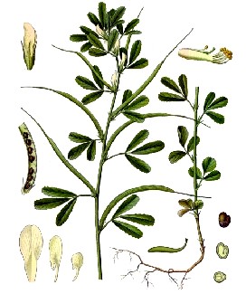 Fenugreek