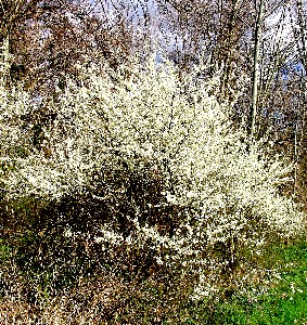 Flower of Prunus Spinosa