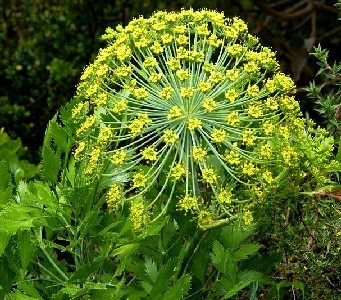 Galbanum Blister Bush