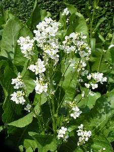 Horseradish