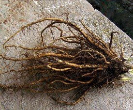 Marshmallow Roots