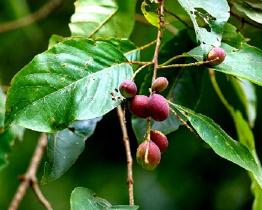 Myrobalan - Terminalia Chebula