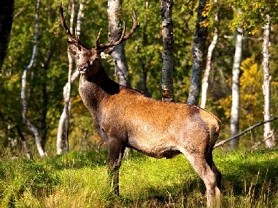 Red Stag