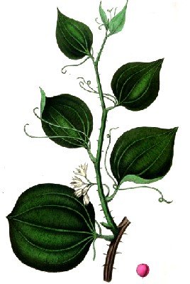 Sarsaparilla