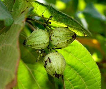 Sebesten Fruit