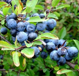 Sloe Berries