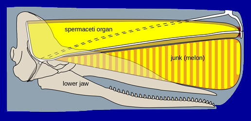 Spermaceti Organ
