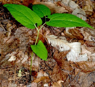 Virginia Snakeweed