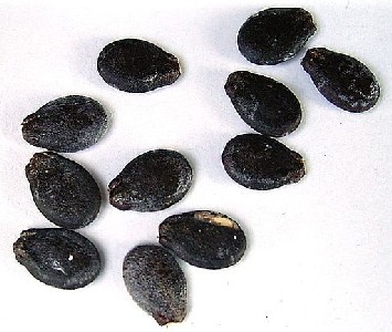 Watermelon Seeds