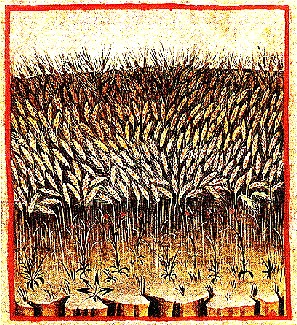 Wheat