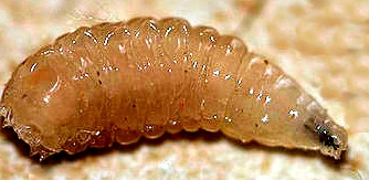 Asticot Maggot