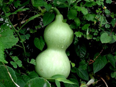 A Calabash on the Vine