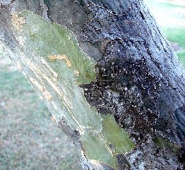 Guaiacum Bark