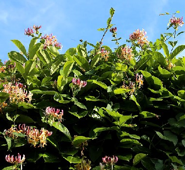 Honeysuckle in England