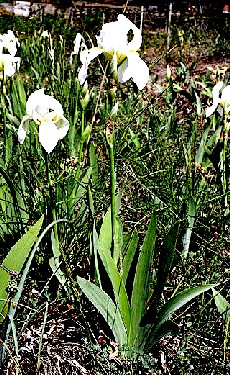 Iris Florentina