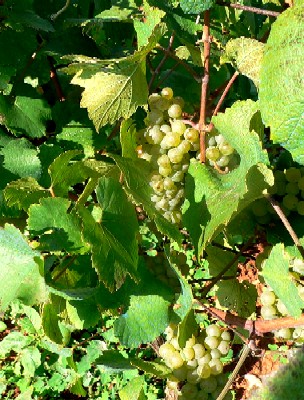 Malvasia Grapes