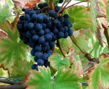 Monastrell Grape