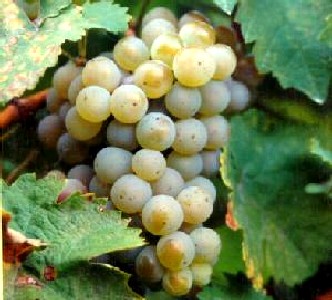 Muller Thurgau Varietal