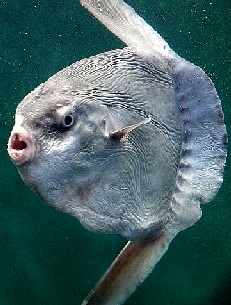 Sunfish