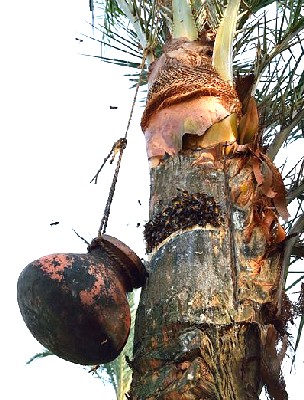 Collecting Palm Sap