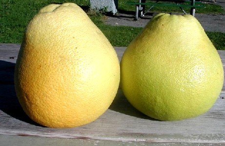 Pomelos