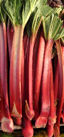 Rhubarb Stalks