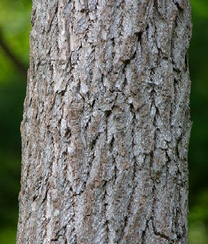 Sassafras Bark