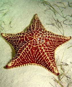 Starfish