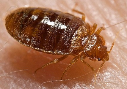 Bed Bug Nymph