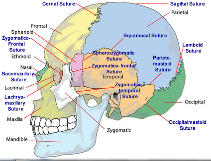 Bones of the Skull