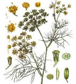 Fennel Plant