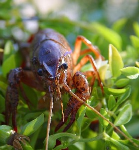 A Crayfish