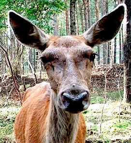 Red Deer