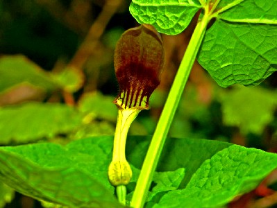 Aristolochia Rotunda