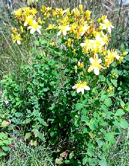 St. John's Wort Flowers