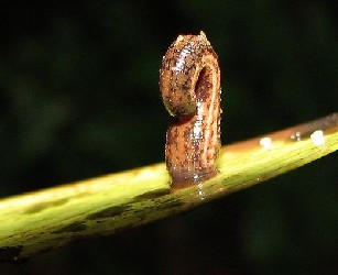 Leech 'dancing'